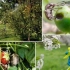 Kako tretirati vrt od bolesti i štetočina u proljeće i ljeto